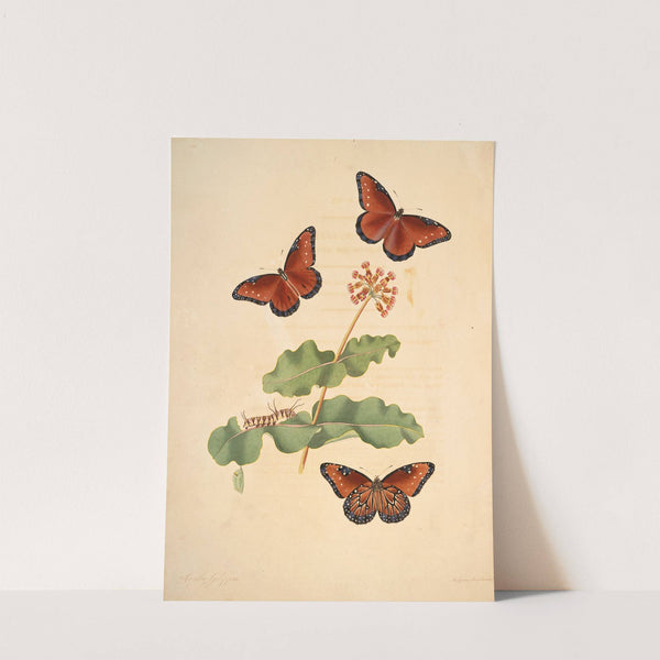 The natural history of the rarer lepidopterous insects of Georgia Pl.007 by James Edward Smith