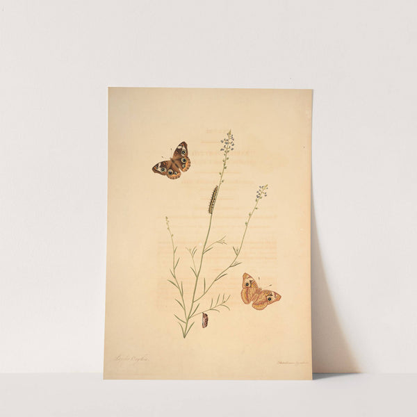 The natural history of the rarer lepidopterous insects of Georgia Pl.008 by James Edward Smith