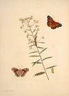 The natural history of the rarer lepidopterous insects of Georgia Pl.009