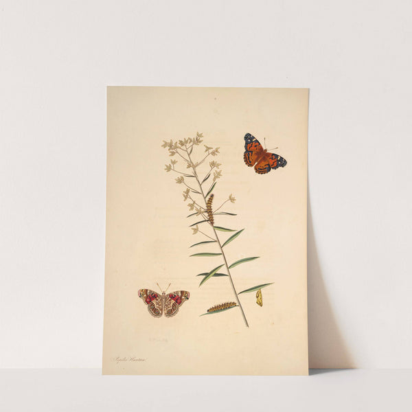 The natural history of the rarer lepidopterous insects of Georgia Pl.009 by James Edward Smith