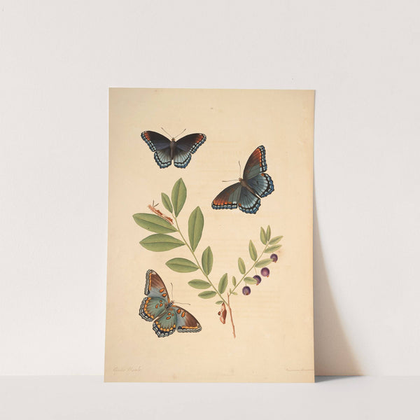 The natural history of the rarer lepidopterous insects of Georgia Pl.010 by James Edward Smith