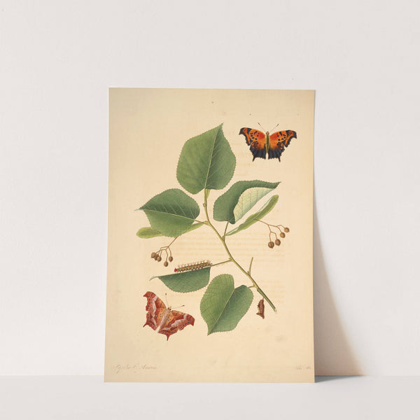 The natural history of the rarer lepidopterous insects of Georgia Pl.011 by James Edward Smith