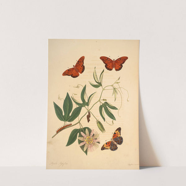 The natural history of the rarer lepidopterous insects of Georgia Pl.012 by James Edward Smith