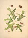 The natural history of the rarer lepidopterous insects of Georgia Pl.014