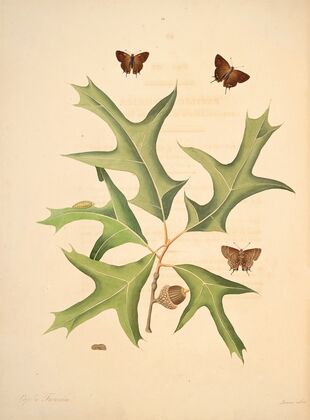 The natural history of the rarer lepidopterous insects of Georgia Pl.014