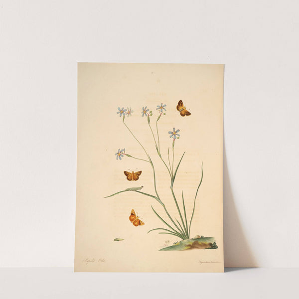 The natural history of the rarer lepidopterous insects of Georgia Pl.016 by James Edward Smith