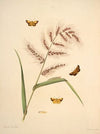 The natural history of the rarer lepidopterous insects of Georgia Pl.017
