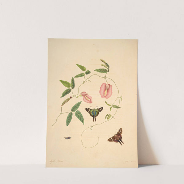 The natural history of the rarer lepidopterous insects of Georgia Pl.018 by James Edward Smith