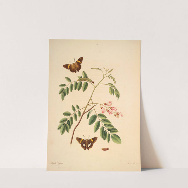 The natural history of the rarer lepidopterous insects of Georgia Pl.019 by James Edward Smith