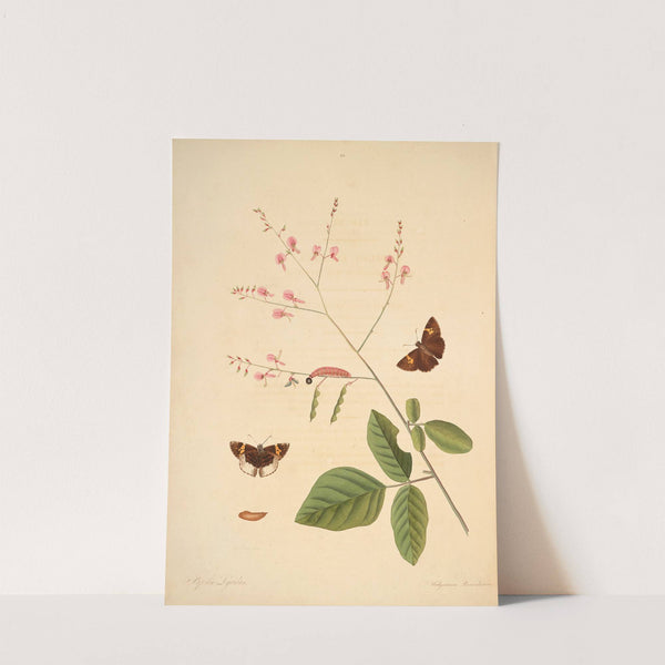 The natural history of the rarer lepidopterous insects of Georgia Pl.020 by James Edward Smith