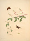 The natural history of the rarer lepidopterous insects of Georgia Pl.021