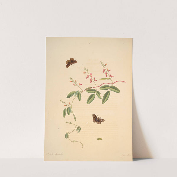 The natural history of the rarer lepidopterous insects of Georgia Pl.021 by James Edward Smith