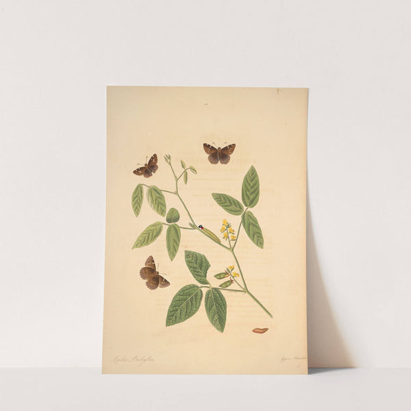 The natural history of the rarer lepidopterous insects of Georgia Pl.022 by James Edward Smith