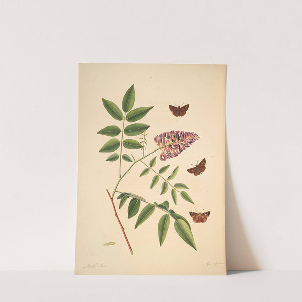 The natural history of the rarer lepidopterous insects of Georgia Pl.023 by James Edward Smith