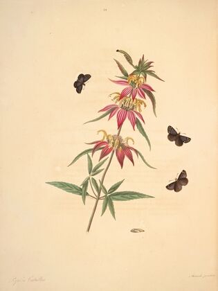 The natural history of the rarer lepidopterous insects of Georgia Pl.024