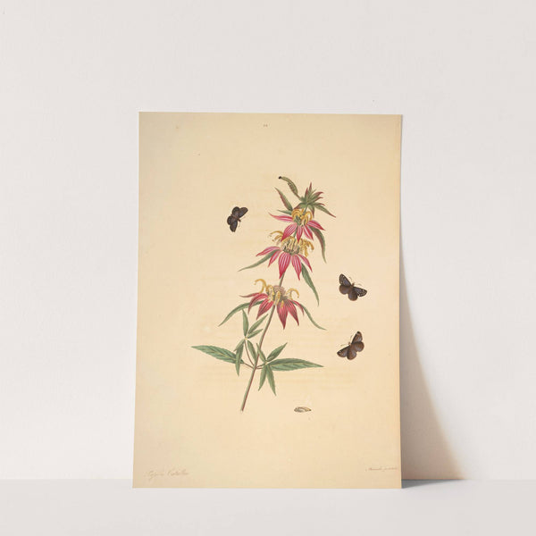 The natural history of the rarer lepidopterous insects of Georgia Pl.024 by James Edward Smith