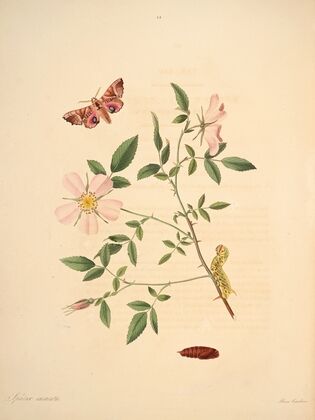 The natural history of the rarer lepidopterous insects of Georgia Pl.025