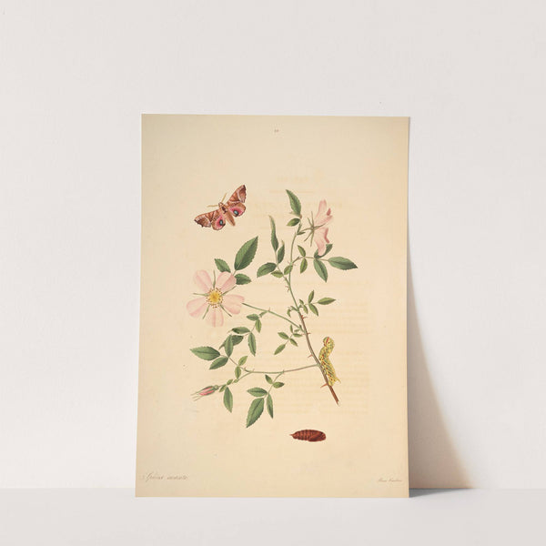 The natural history of the rarer lepidopterous insects of Georgia Pl.025 by James Edward Smith