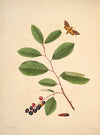 The natural history of the rarer lepidopterous insects of Georgia Pl.026