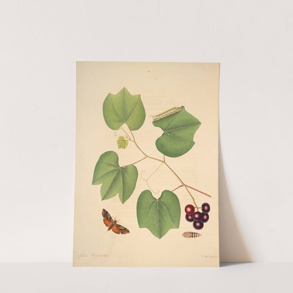 The natural history of the rarer lepidopterous insects of Georgia Pl.028 by James Edward Smith