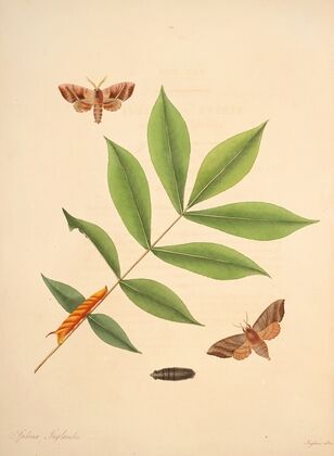 The natural history of the rarer lepidopterous insects of Georgia Pl.029