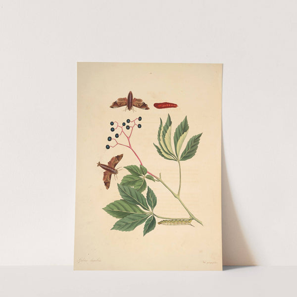 The natural history of the rarer lepidopterous insects of Georgia Pl.030 by James Edward Smith