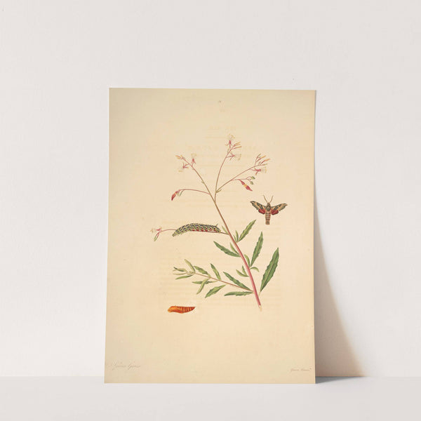 The natural history of the rarer lepidopterous insects of Georgia Pl.031 by James Edward Smith