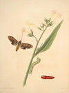 The natural history of the rarer lepidopterous insects of Georgia Pl.033