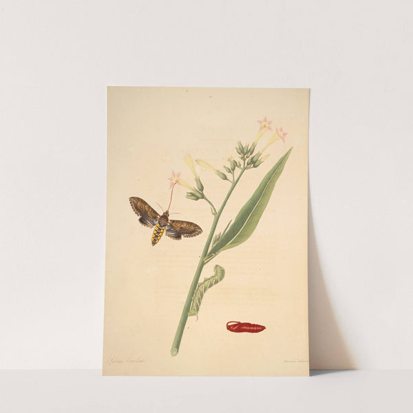 The natural history of the rarer lepidopterous insects of Georgia Pl.033 by James Edward Smith