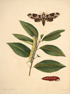 The natural history of the rarer lepidopterous insects of Georgia Pl.034