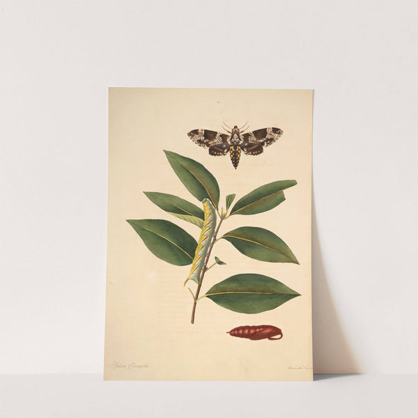 The natural history of the rarer lepidopterous insects of Georgia Pl.034 by James Edward Smith