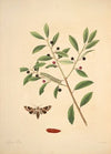 The natural history of the rarer lepidopterous insects of Georgia Pl.035