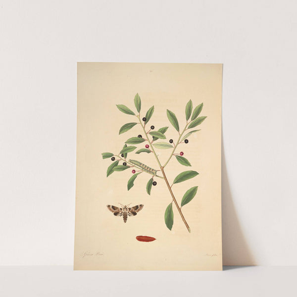 The natural history of the rarer lepidopterous insects of Georgia Pl.035 by James Edward Smith