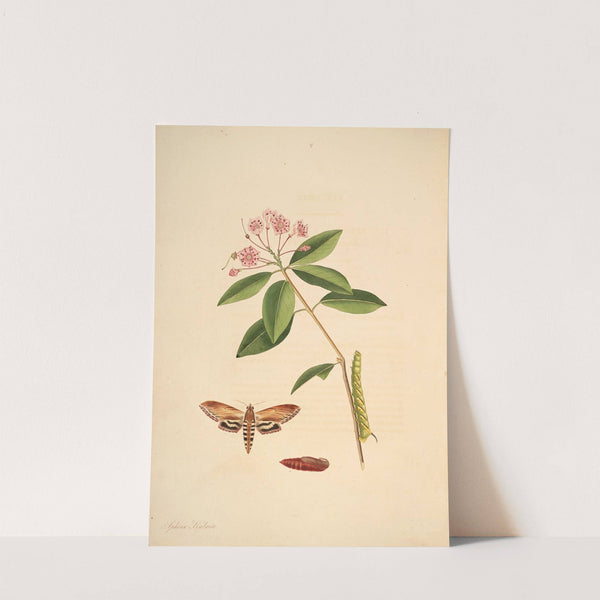 The natural history of the rarer lepidopterous insects of Georgia Pl.037 (1797) by James Edward Smith