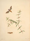 The natural history of the rarer lepidopterous insects of Georgia Pl.038