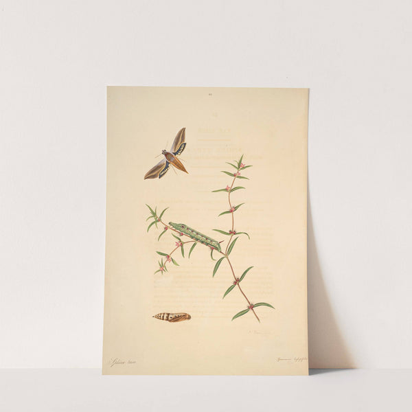 The natural history of the rarer lepidopterous insects of Georgia Pl.038 (1797) by James Edward Smith