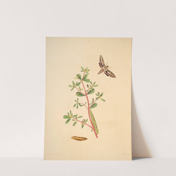 The natural history of the rarer lepidopterous insects of Georgia Pl.039 (1797) by James Edward Smith