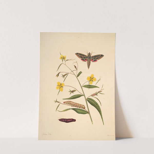 The natural history of the rarer lepidopterous insects of Georgia Pl.040 (1797) by James Edward Smith