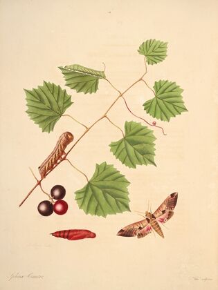 The natural history of the rarer lepidopterous insects of Georgia Pl.041