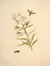 The natural history of the rarer lepidopterous insects of Georgia Pl.043