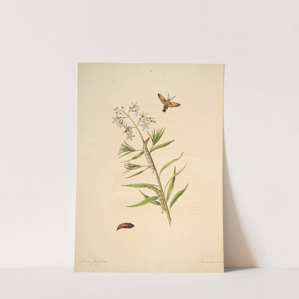 The natural history of the rarer lepidopterous insects of Georgia Pl.043 (1797) by James Edward Smith