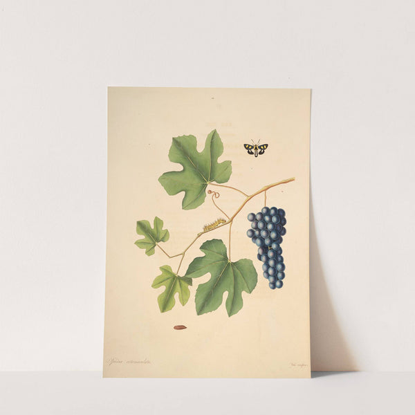 The natural history of the rarer lepidopterous insects of Georgia Pl.044 (1797) by James Edward Smith