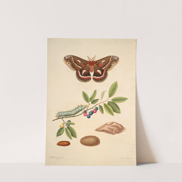 The natural history of the rarer lepidopterous insects of Georgia Pl.045 (1797) by James Edward Smith