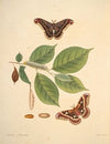 The natural history of the rarer lepidopterous insects of Georgia Pl.046