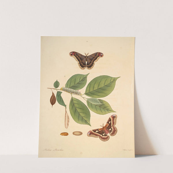 The natural history of the rarer lepidopterous insects of Georgia Pl.046 (1797) by James Edward Smith