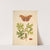 The natural history of the rarer lepidopterous insects of Georgia Pl.047 (1797) by James Edward Smith