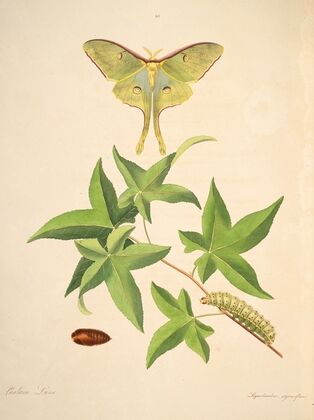 The natural history of the rarer lepidopterous insects of Georgia Pl.048