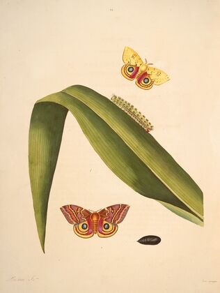 The natural history of the rarer lepidopterous insects of Georgia Pl.049