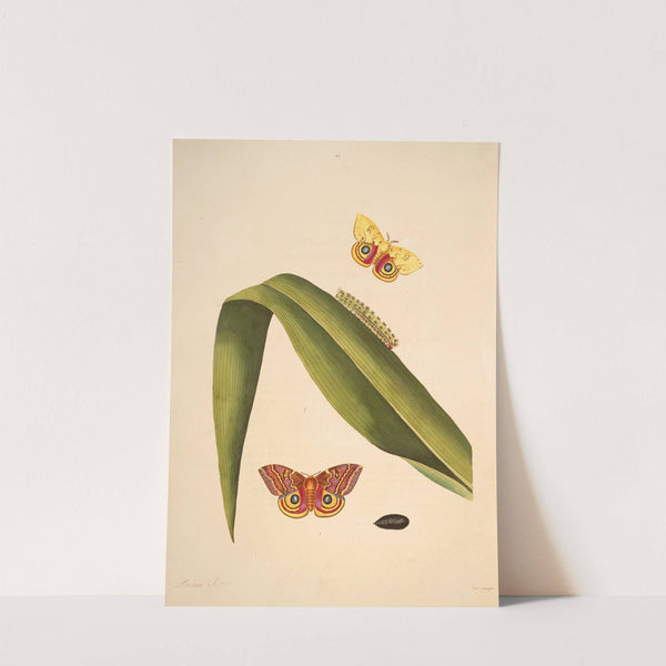 The natural history of the rarer lepidopterous insects of Georgia Pl.049 (1797) by James Edward Smith