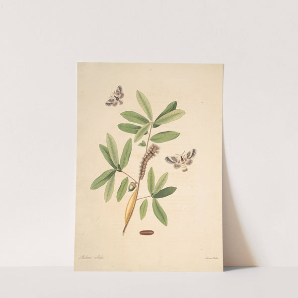 The natural history of the rarer lepidopterous insects of Georgia Pl.052 (1797) by James Edward Smith